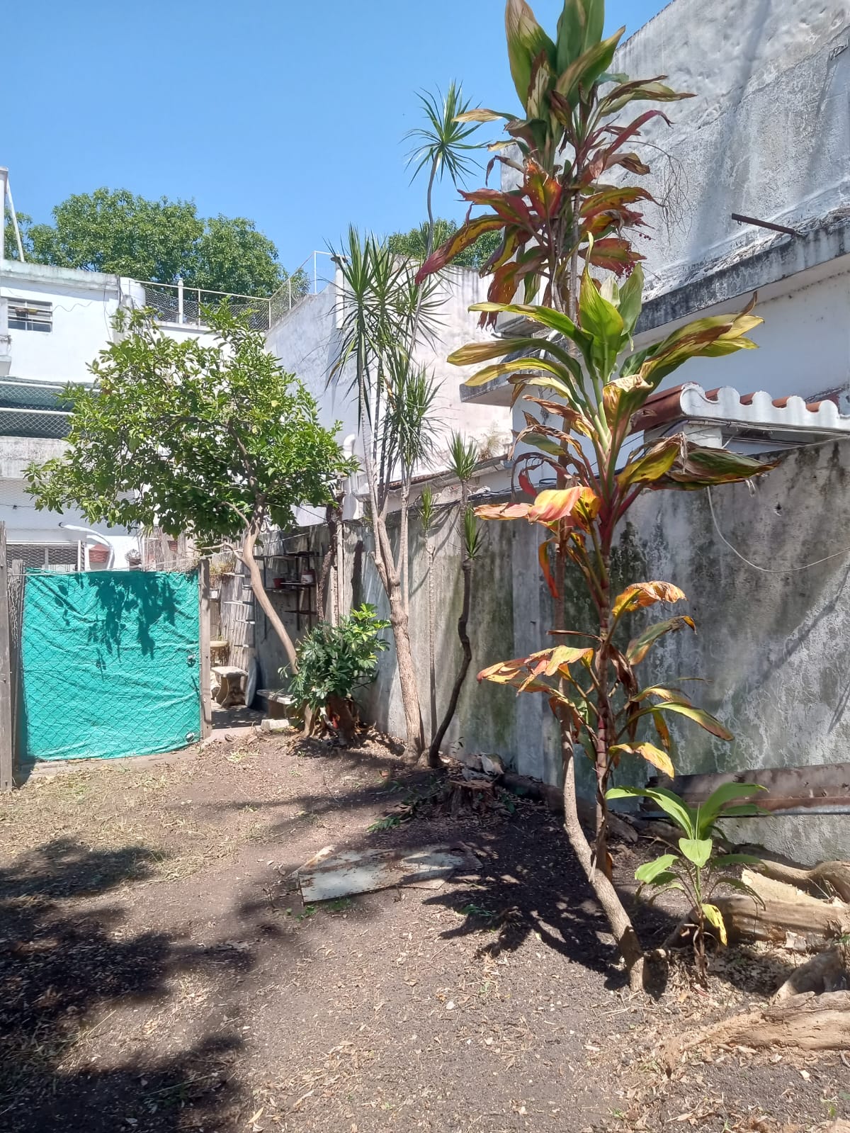 Exitoso servicio de Desmalezado y Limpieza de Terreno en Villa Urquiza Caba Buenos Aires