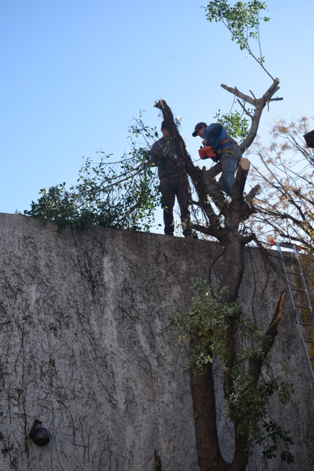 🏗️ Movimiento de Suelos y Poda de Árbol –6