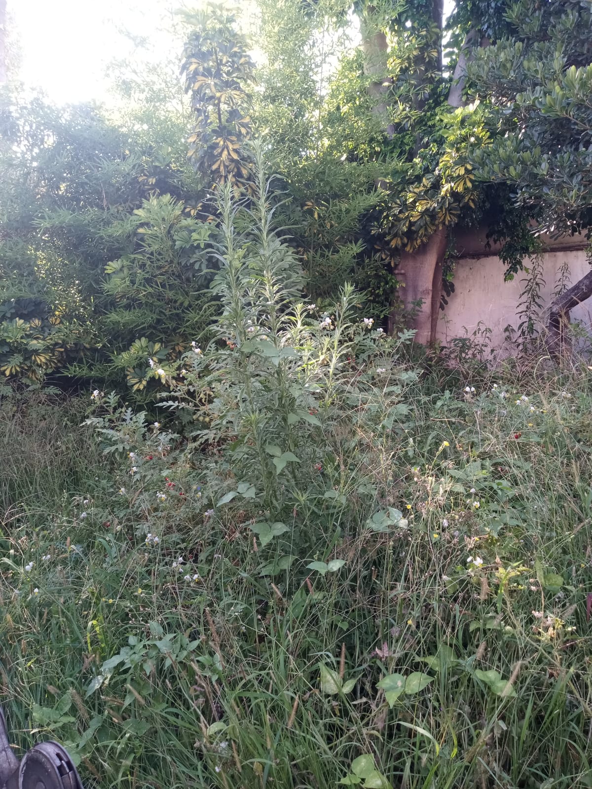 Servicio de Desmalezado y Limpieza de Terrenos en Villa Urquiza CABA Buenos Aires