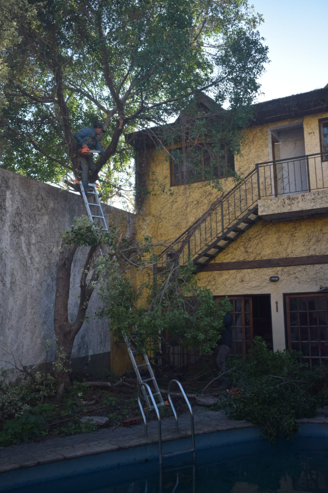 🏗️ Movimiento de Suelos y Poda de Árbol –3