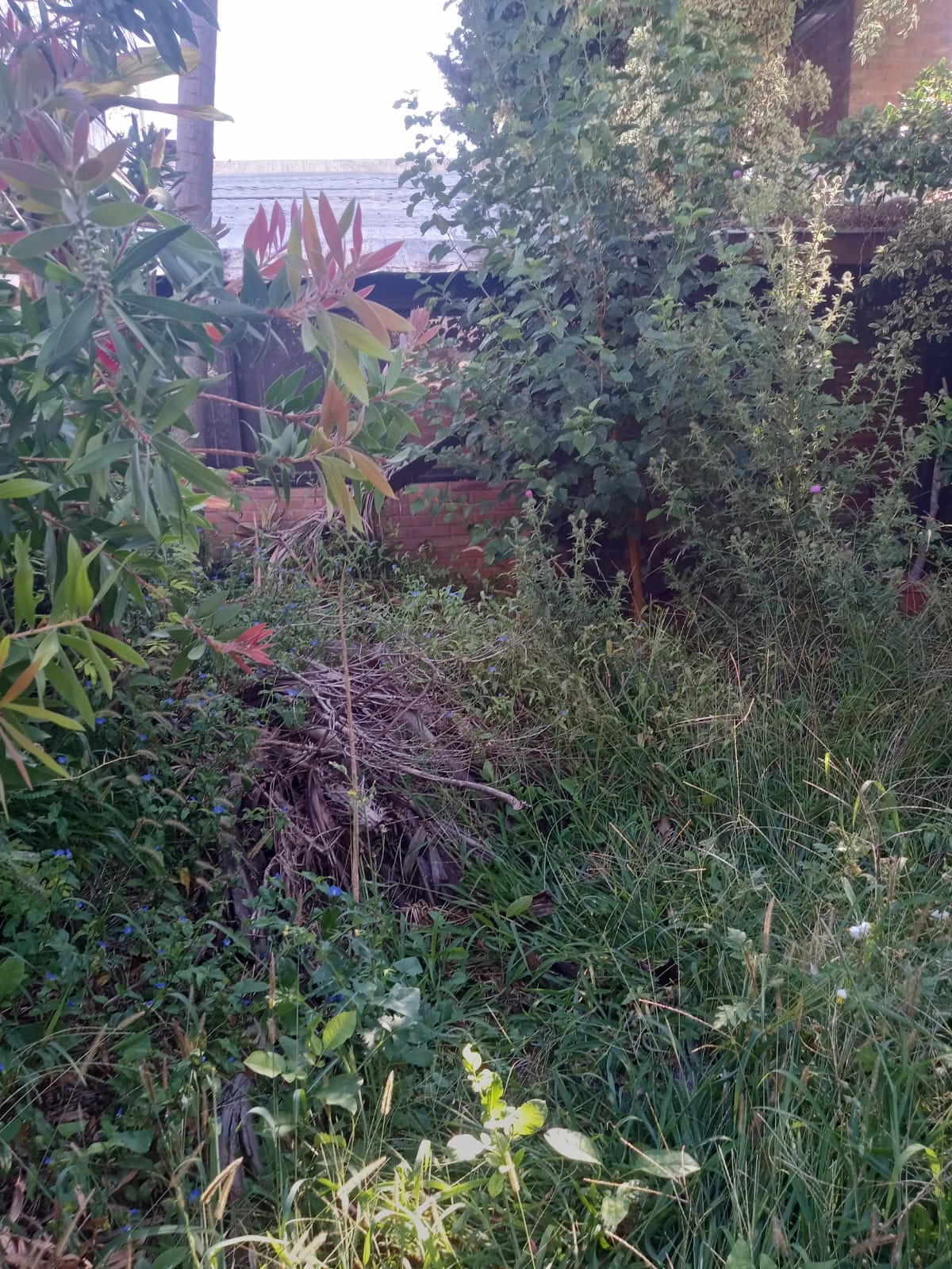 Desmalezado y Limpieza de Terrenos en Villa Urquiza Caba Buenos Aires