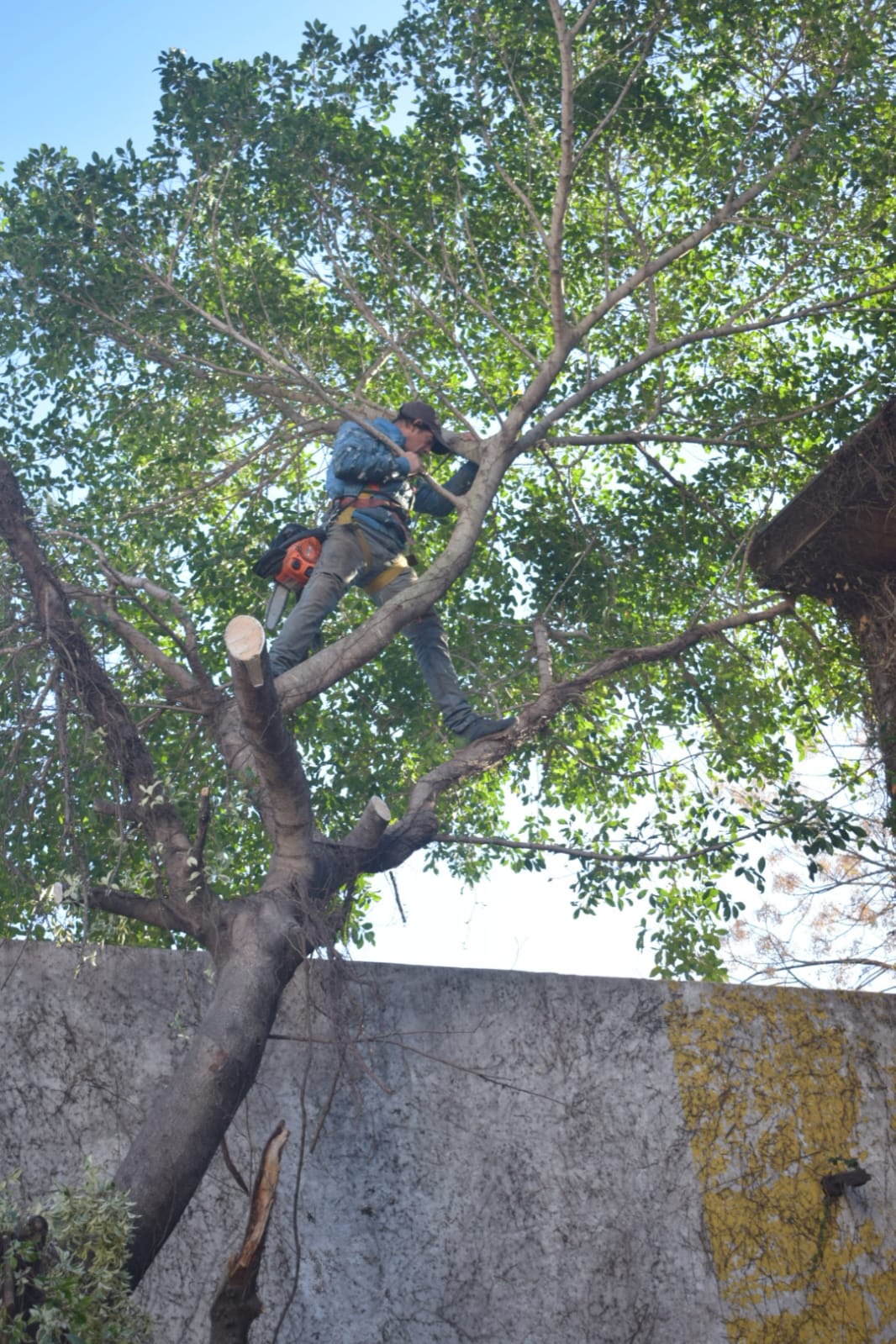 🏗️ Movimiento de Suelos y Poda de Árbol –5