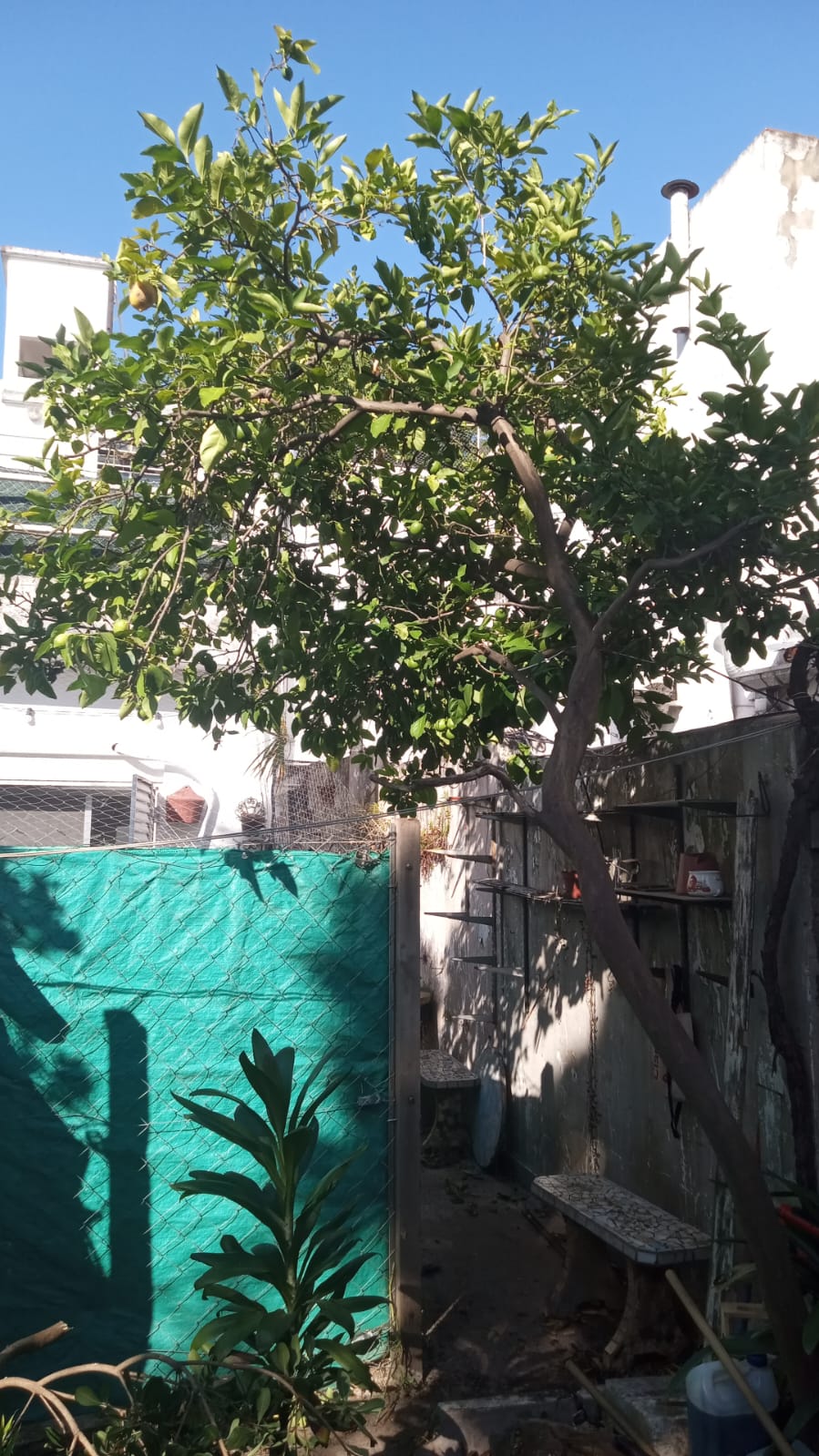 Desmalezado y Limpieza de Terreno en Villa Urquiza Caba Buenos Aires