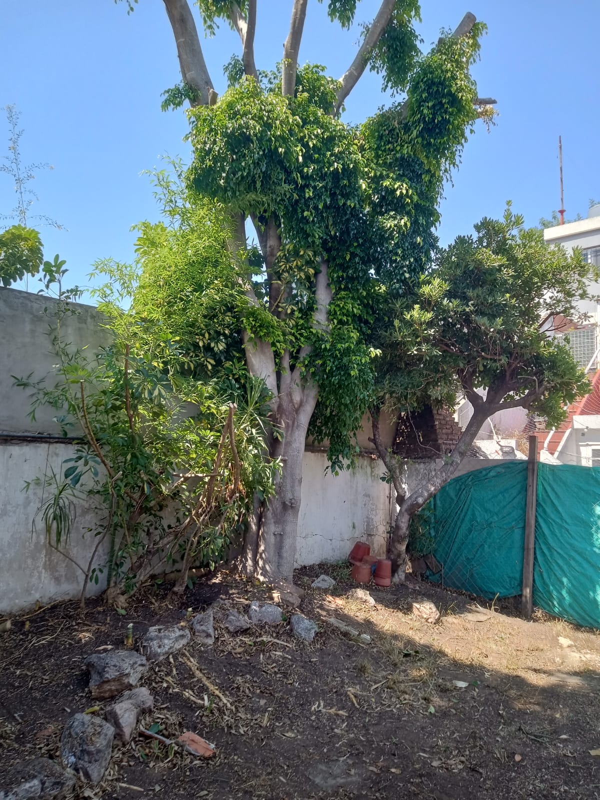 Servicio de Desmalezado de Terrenos en Villa Urquiza