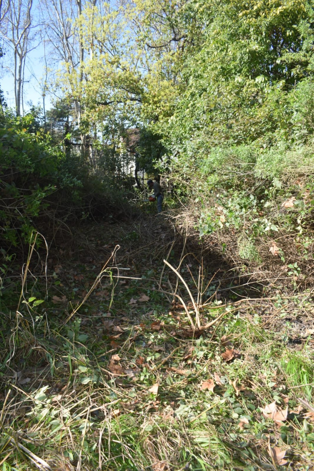 Desmalezado de Terreno en Belgrano, CABA: Maleza Alta y Ramas Retiradas