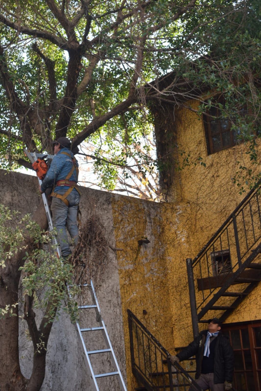 🏗️ Movimiento de Suelos y Poda de Árbol –4
