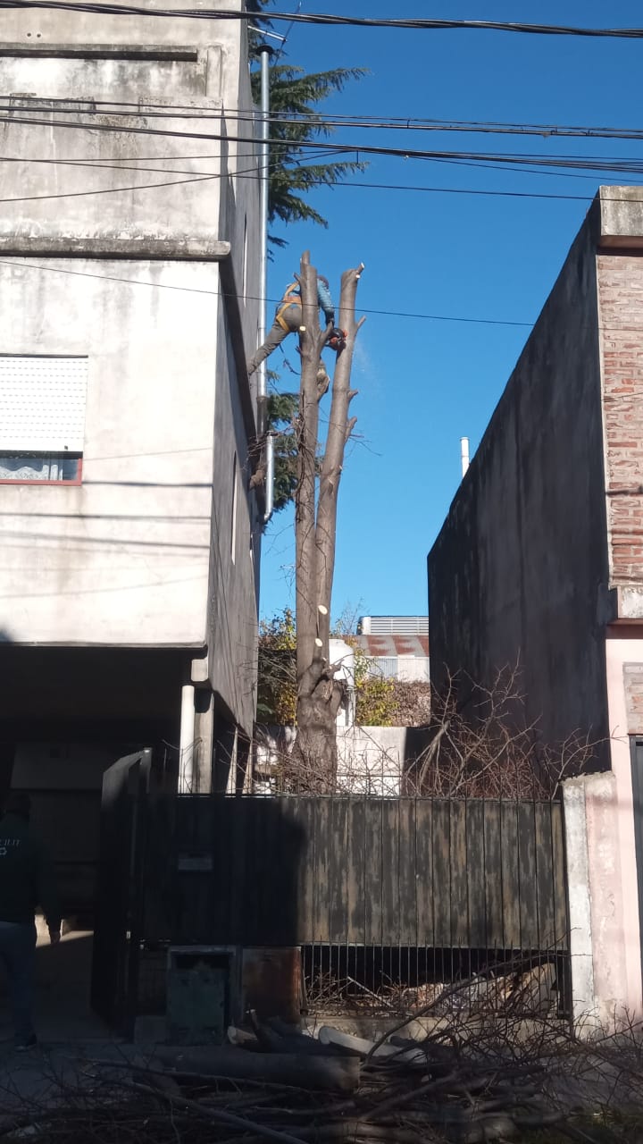 Poda de Árboles y Extracción de Raíces-7