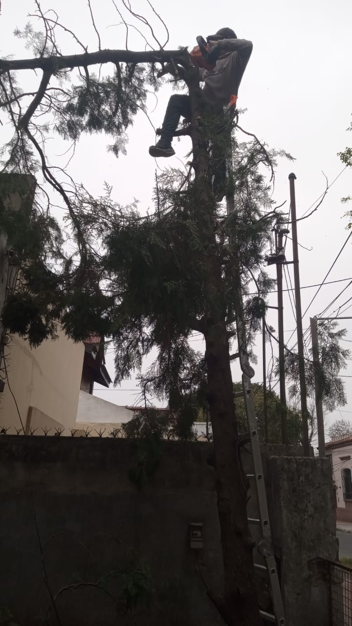 Poda de Árbol de Gran Altura en San Martín, Buenos Aires 1