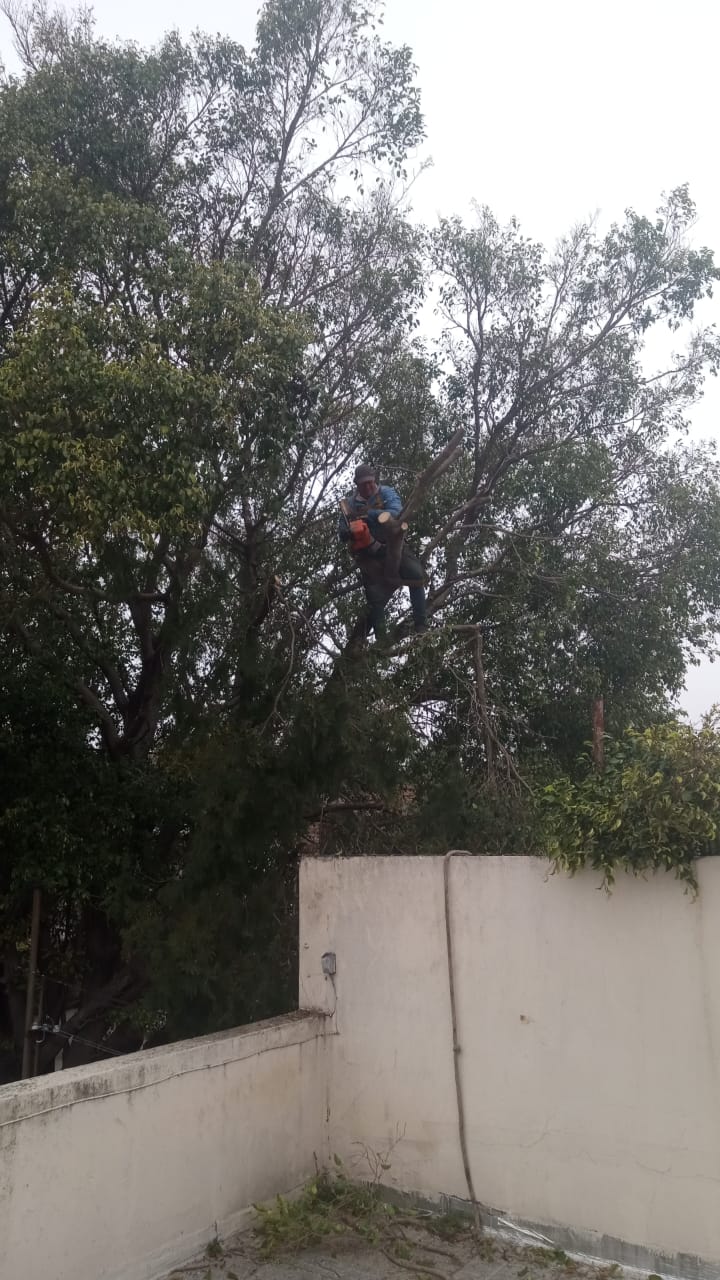 Poda de Árbol de Gran Altura en San Martín, Buenos Aires 2