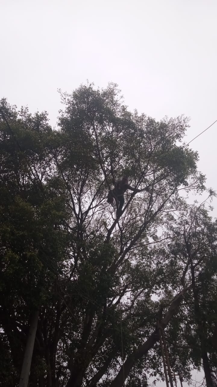 Poda de Árbol de Gran Altura en San Martín, Buenos Aires 3