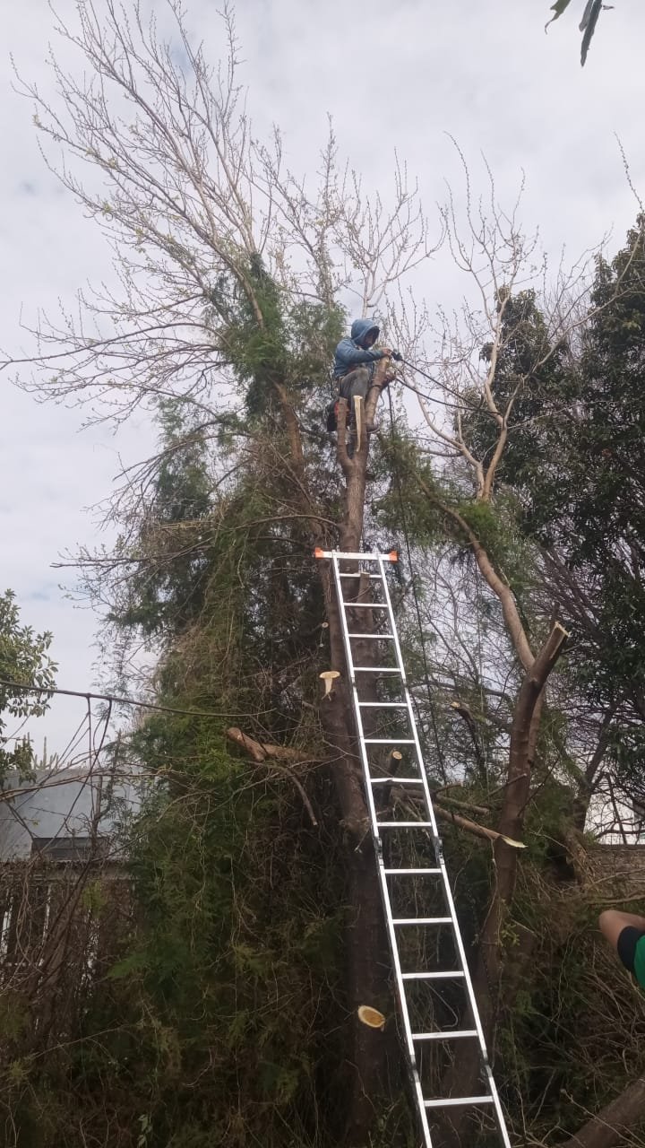 Poda de Altura y Reducción de 3 Árboles en Caseros 2