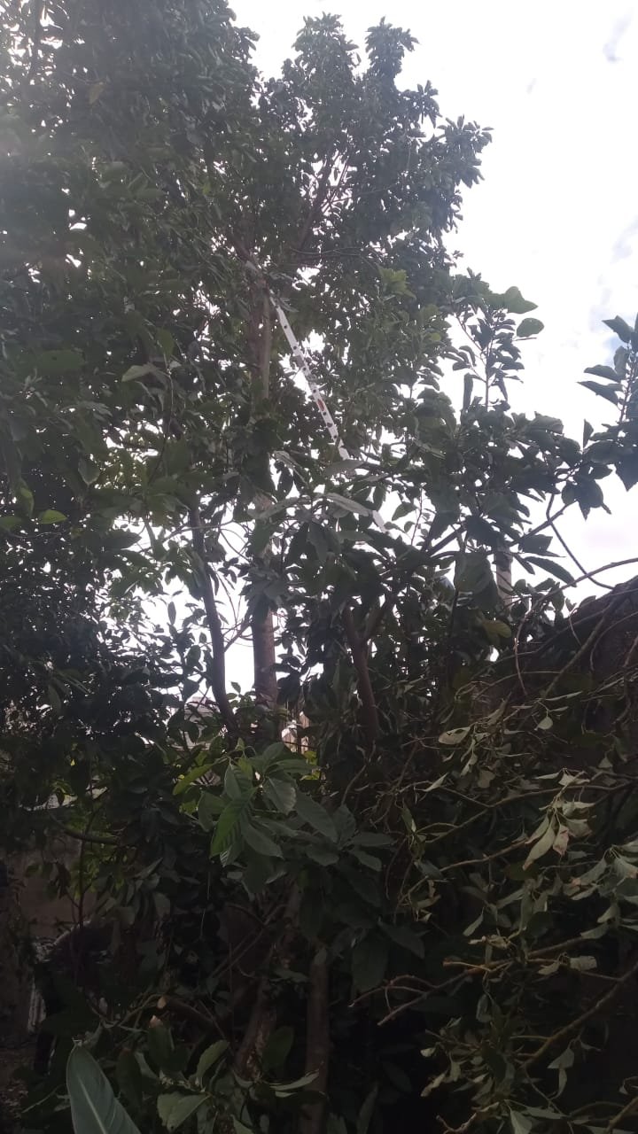 Poda de Altura y Reducción de 3 Árboles en Caseros 3