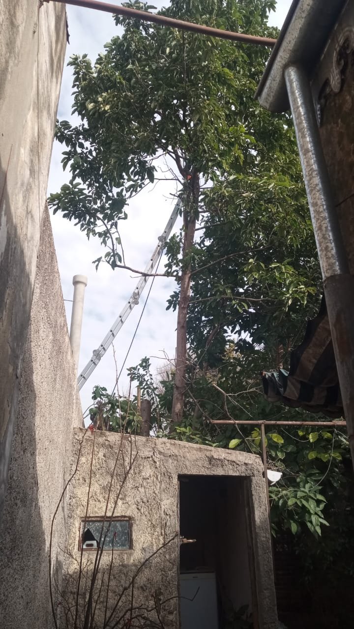 Poda de Altura y Reducción de 3 Árboles en Caseros 4