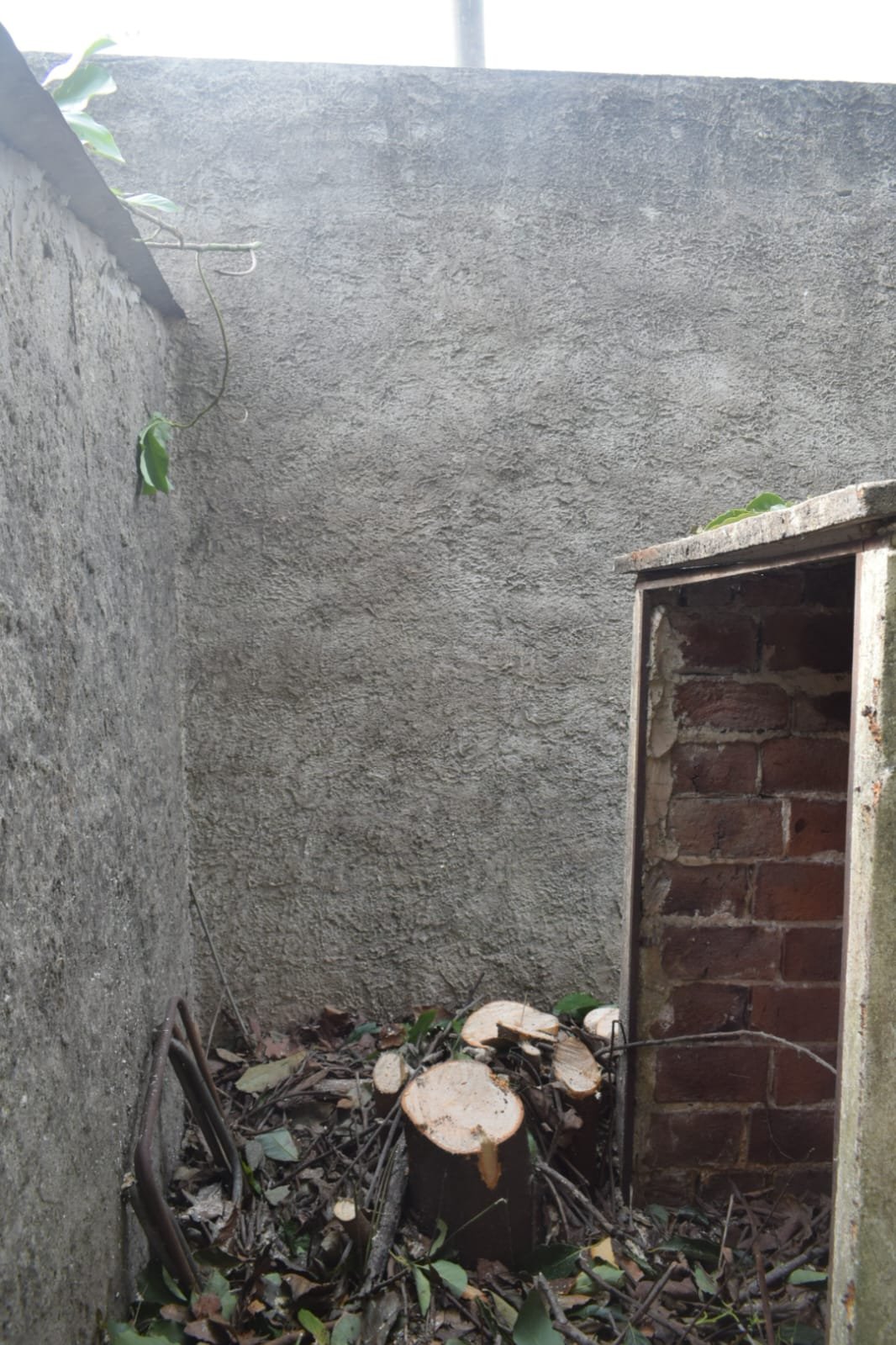 Poda de Altura y Reducción de 3 Árboles en Caseros 5