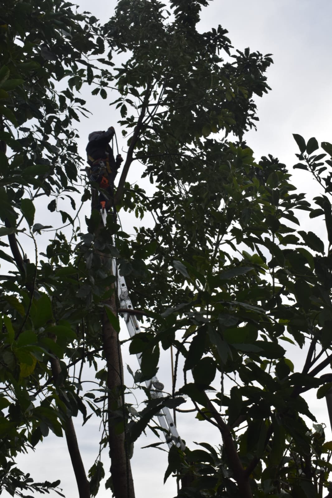 Poda de Altura y Reducción de 3 Árboles en Caseros 6