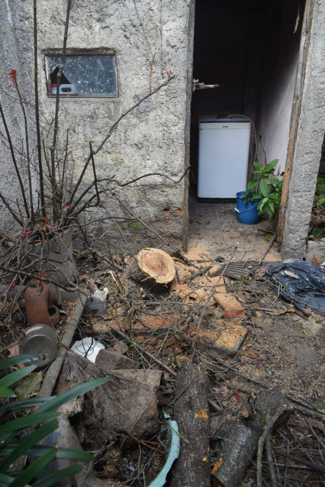 Poda de Altura y Reducción de 3 Árboles en Caseros 9