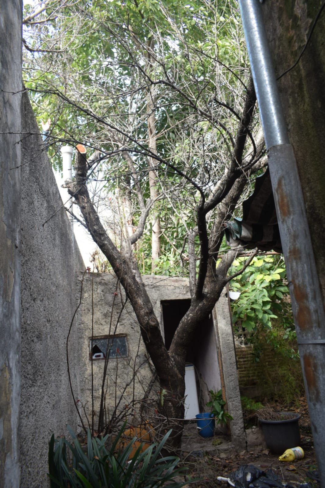 Poda de Altura y Reducción de 3 Árboles en Caseros 10