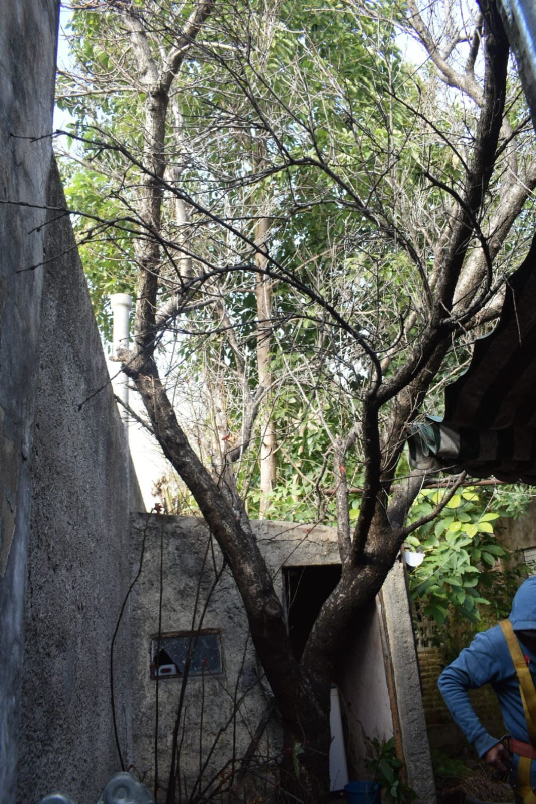 Poda de Altura y Reducción de 3 Árboles en Caseros 11