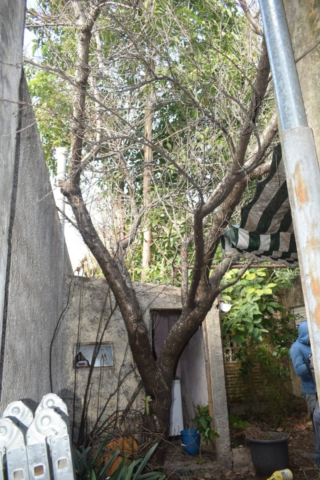 Poda de Altura y Reducción de 3 Árboles en Caseros 12
