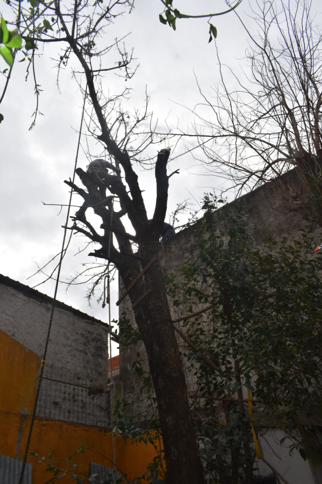 Poda de Árboles de Gran Porte en San Martín, Buenos Aires 1