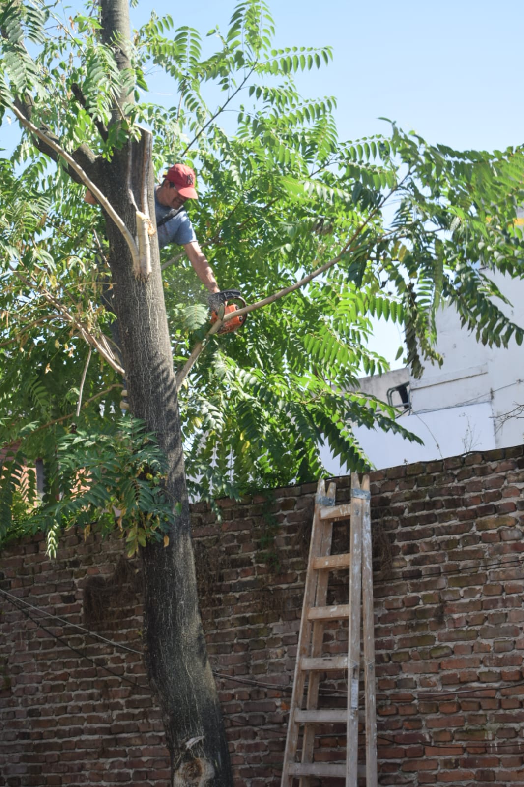 poda de altura en mataderos