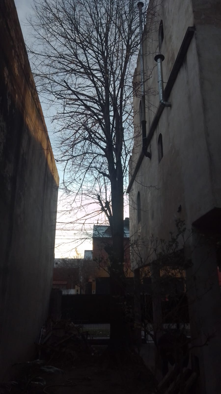 Poda de Árboles y Extracción de Raíces