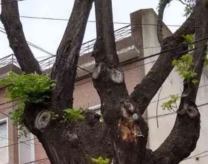 Poda de altura de árbol de gran porte