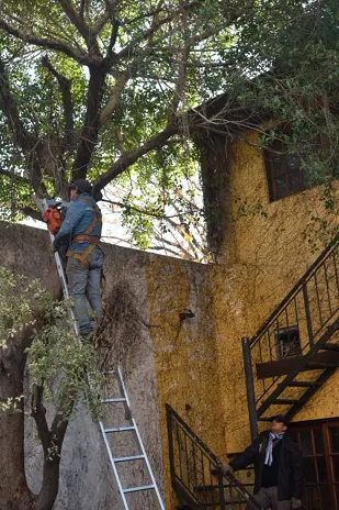 🏗️ Movimiento de Suelos y Poda de Árbol – Servicio Profesional - imagen 3