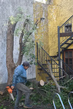 🏗️ Movimiento de Suelos y Poda de Árbol – Servicio Profesional - imagen 9