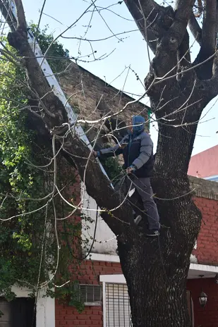 Poda de Árbol de Gran Porte en Villa Urquiza, CABA