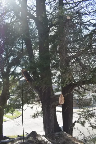 Poda de Altura de un Árbol de Primera Magnitud sobre la Vivienda en Boulogne