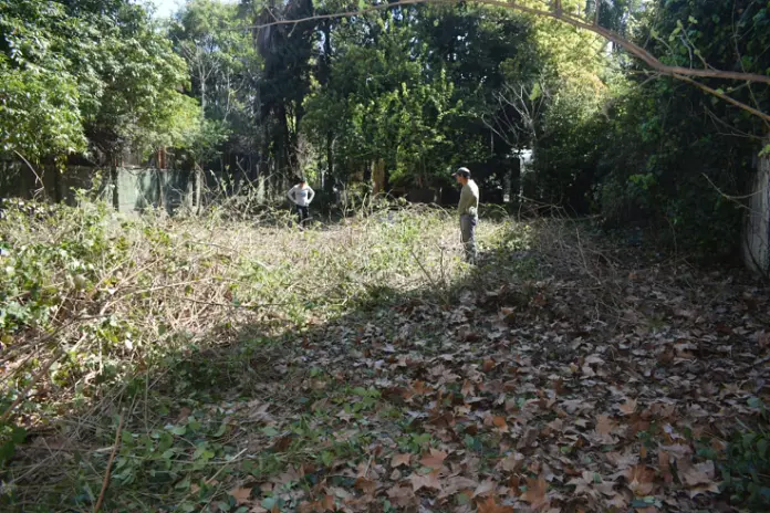 Desmalezado de Terreno en Belgrano, CABA: Maleza Alta y Ramas Retiradas