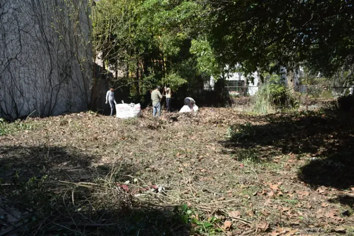 ¿Necesitás limpiar un terreno? Limpieza con maquinaria y retiro de escombros - imagen 10